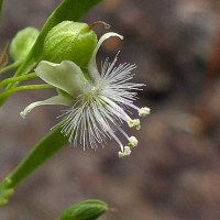 Scoparia dulcis L.